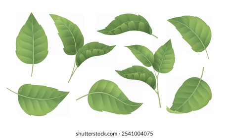 Folhas realistas definidas. Folhagem com caules. Menta ou folha de chá frescas. primavera e verão. Vida selvagem e flora. Plantas verdes. Coleção de vetores 3D isolada no plano de fundo branco