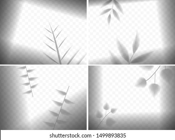 Realistic leaves shadows in frames composition on transparent background. Isolated vector illustration