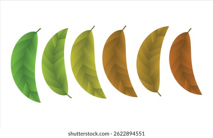  Realistic Leaves in six different color, Leaf Color Progression, vector illustration.