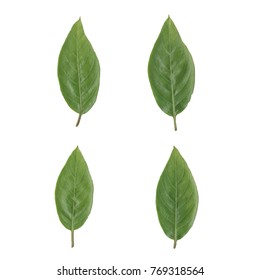 Realistic leaves vector on white background.