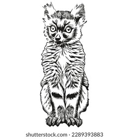 Realistic Lemur vector, hand drawn animal illustration Lemurs
