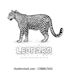 Realistic leopard vector, hand drawn animal illustration