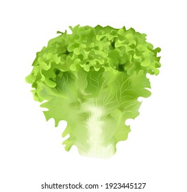 realistic lettuce on transparent background. high quality vector 