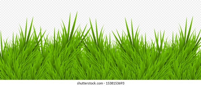 Realistic lifelike grass vector image on transparent background. Illustration.