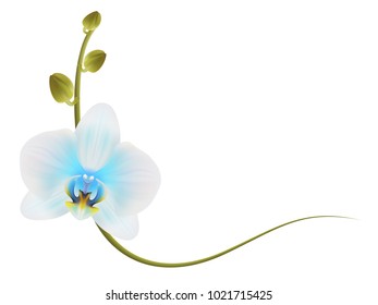 Realistic light blue orchid frame, corner.