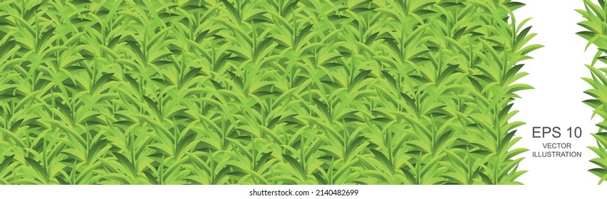 Realistic light green grass meadow panoramic background pattern texture - Vector illustration