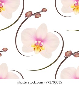 Realistic light pink orchid background, pattern.