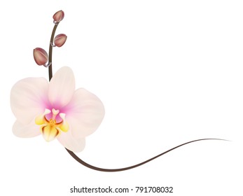 Realistic light pink orchid frame, corner.