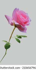 Rosa rosa rosa rosa claro realista aislado