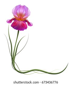 Realistic lilac iris, corner, the symbol of friendship and fidelity. 
