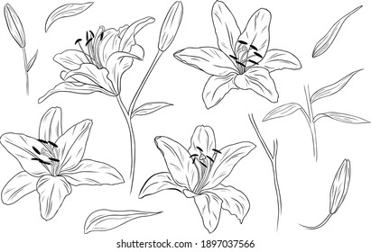 Realistic lilies. Flowers, leaves and branches. Hand drawn vector illustration. Monochrome black and white ink sketch. Line art. Isolated on white background. Coloring page.