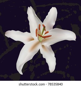 Realistic lily on dark blue background with paint splats