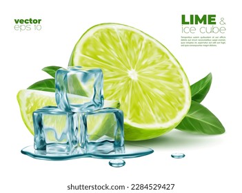 Realistic lime fruit with melting ice cubes and fresh leaves of mint or green tea. Vector cool beverage or summer cocktail drink ingredients for mojito, citrus fruit juice, lemonade or iced tea