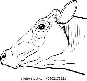 Realistic line art vector black and white illustration of head of holstein breed dairy cow without horns closeup side view ready for printing	