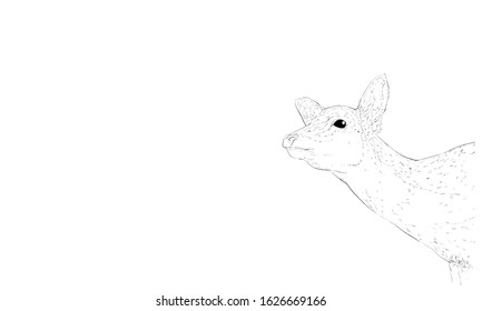 Realistic line drawing of deer - looking up
