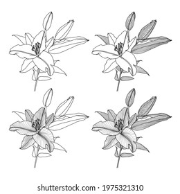 Realistic line drawings of lily with leaves and buds, black graphics on white background, modern Digital Art. Four lily flowers with different linear shading. Elements for design.