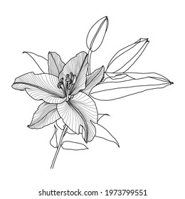 Realistic linear drawing of lilly flower with leaves and buds, black graphics on white background, modern digital art. Element for design.