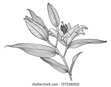 Realistic linear drawing of lily flower with leaves and buds, black graphics on white background, modern digital art. Element for design.