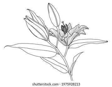 Realistic linear drawing of lily flower with leaves and buds, black graphics on white background, modern digital art. Element for design.
