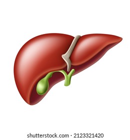 Realistic liver anatomy structure. Hepatic system , digestive gallbladder organ. Sign of Human liver for medical drugs, pharmacy and education design. Vector illustration