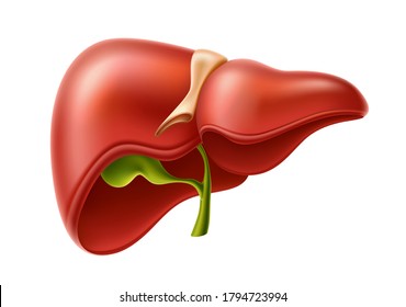 Realistic liver anatomy structure. Vector hepatic system organ, digestive gallbladder organ. Human liver for medical drugs, pharmacy and education design.