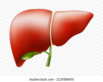 Realistic liver anatomy structure. Vector hepatic system organ, digestive gallbladder organ. Human liver for medical drugs, pharmacy and education design.