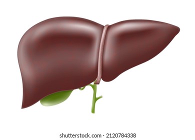 Realistic liver anatomy structure. Vector hepatic system organ, digestive gallbladder organ. Human liver for medical drugs, pharmacy and education design.