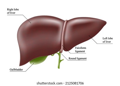Realistic liver anatomy structure. Vector hepatic system organ, digestive gallbladder organ. Human liver for medical drugs, pharmacy and education design.