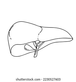Estructura realista de anatomía hepática. Sistema hepático vectorial, órgano digestivo de la vesícula biliar. Hígado humano para medicamentos médicos, farmacia y diseño educativo