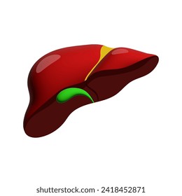 Realistic liver anatomy structure. Vector hepatic system organ, digestive gallbladder organ. Human liver for medical drugs, pharmacy and education design.