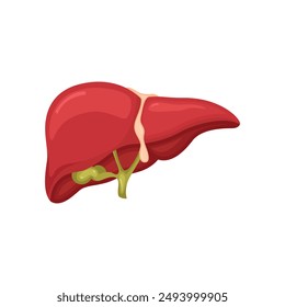 Estructura realista de la anatomía del hígado. Vector órgano del sistema hepático, órgano digestivo de la vesícula biliar. Hígado humano para uso médico