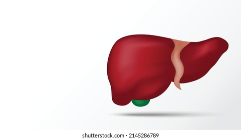 Hígado realista aislado en el fondo blanco. anatomía humana. Hígado humano para la clínica médica.