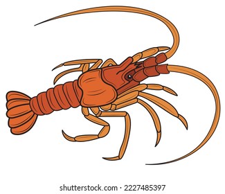 Realistic lobster. Seafood shop logo, signboard, restaurant menu, fish market, banner, poster design template. fresh seafood. vector illustration.