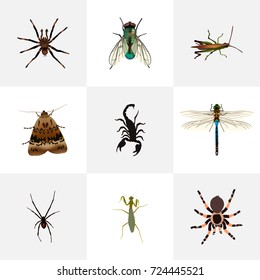 Realistic Locust, Butterfly, Grasshopper And Other Vector Elements. Set Of Bug Realistic Symbols Also Includes Poisonous, Scorpion, Damselfly Objects.
