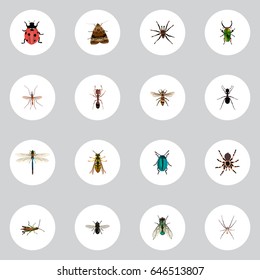 Realistic Locust, Butterfly, Housefly And Other Vector Elements. Set Of Bug Realistic Symbols Also Includes Arachnid, Grasshopper, Locust Objects.