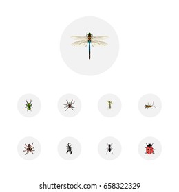 Realistic Locust, Damselfly, Ant And Other Vector Elements. Set Of Insect Realistic Symbols Also Includes Bug, Ladybug, Spider Objects.