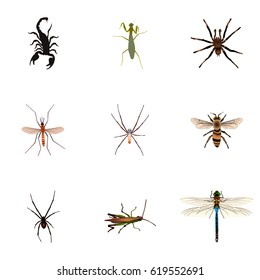 Realistic Locust, Grasshopper, Poisonous And Other Vector Elements. Set Of Animal Realistic Symbols Also Includes Wasp, Arachnid, Dragonfly Objects.