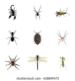 Realistic Locust, Grasshopper, Spider And Other Vector Elements. Set Of Animal Realistic Symbols Also Includes Scorpion, Tarantula, Bug Objects.