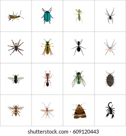 Realistic Locust, Housefly, Bee And Other Vector Elements. Set Of Animal Realistic Symbols Also Includes Spinner, Moth, Midge Objects.