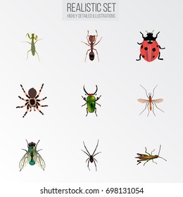 Realistic Locust, Housefly, Tarantula And Other Vector Elements. Set Of Bug Realistic Symbols Also Includes Alive, Insect, Housefly Objects.