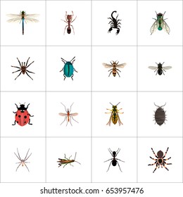 Realistic Locust, Ladybird, Bug And Other Vector Elements. Set Of Insect Realistic Symbols Also Includes Tarantula, Ladybug, Dragonfly Objects.