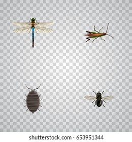 Realistic Locust, Midge, Dor And Other Vector Elements. Set Of  Realistic Symbols Also Includes Gnat, Bug, Insect Objects.