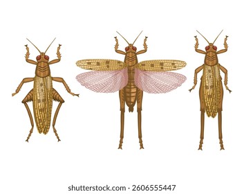 Realistic locust
on white background. Top view. Vector.