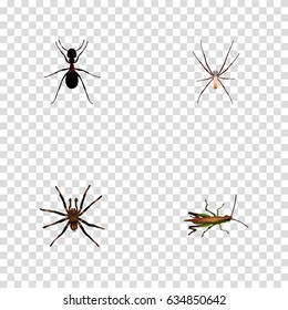 Realistic Locust, Spider, Ant And Other Vector Elements. Set Of Bug Realistic Symbols Also Includes Locust, Spinner, Arachnid Objects.