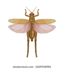 Realistic locust with wings
on white background. Top view. Vector.