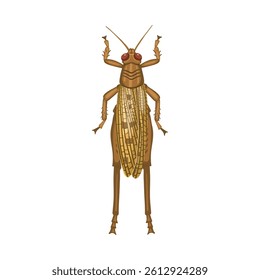 Realistic locust with wings
on white background. Top view. Vector.