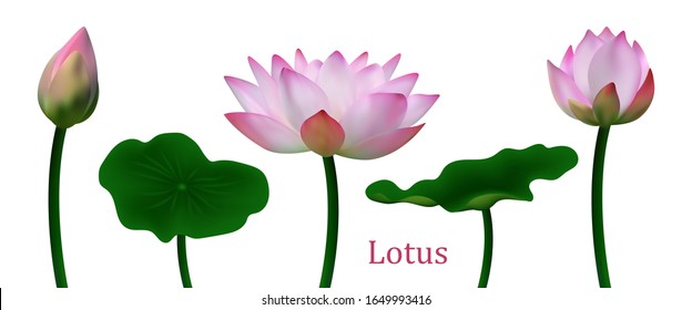 Realistic lotus flowers isolated on white background. Set beautiful 3D  lotuses flowers. Vector illustration. Collection natural elements for design banners, cards, brochures, covers, booklets. Stock.