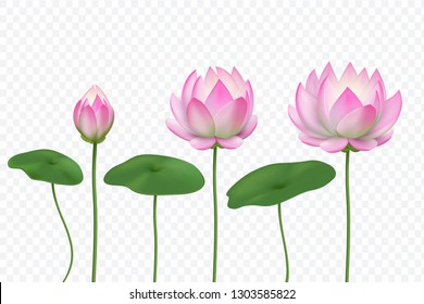 REALISTIC LOTUS. PINK WATER FLOWER. Blooming pink lotus with leaves. Vector isolated set
