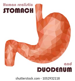 Realistic low poly human stomach and duodenum. Healthy digestive system. Abstract medical concept. Vector.