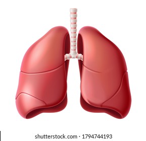 Realistic lungs anatomy structure. Vector respiration system organ. Human lungs 3d model for medical drugs, pharmacy and education design.